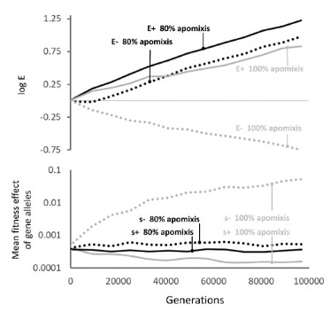 Figure showing mean strength of enhancers and mean deleterious effect of gene alleles on homologous chromosomes
						    depending if the organism reproduce asexually 80% or 100% of the time