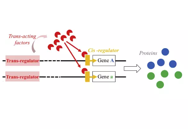 Schematic figure presenting the mechanism of cis and trans-regulation of gene expression