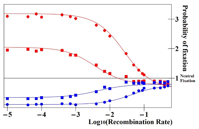 Figures showing that due to the Enhancer Runaway Process described here, stronger enhancers located close to a gene have
						    greater than random fixation probabilities.