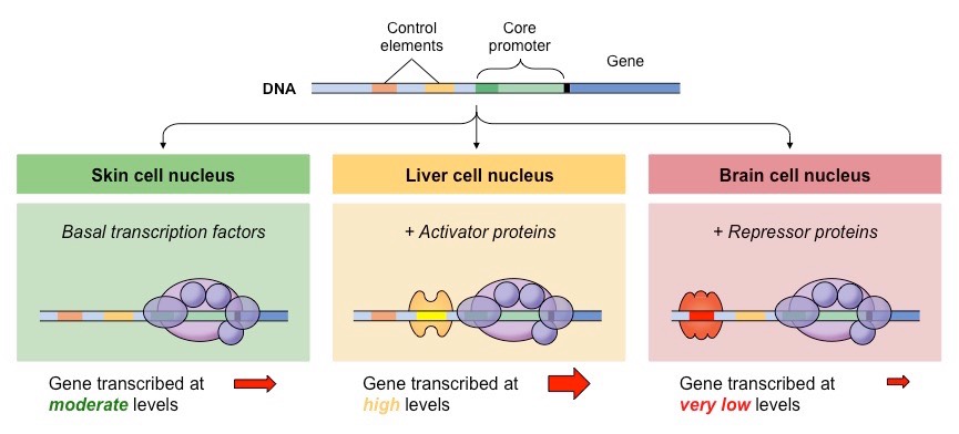 Schematic representation of the organization and role of promotors and enhancers on gene expression.