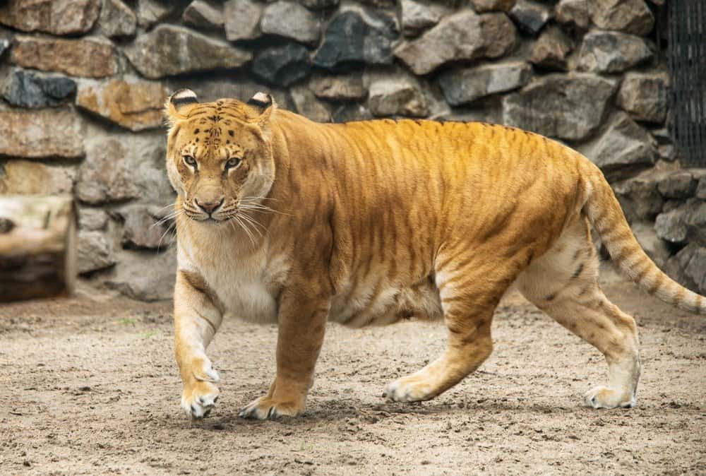 Picture of a ligon, a famous hybrid between a tiger and a lion