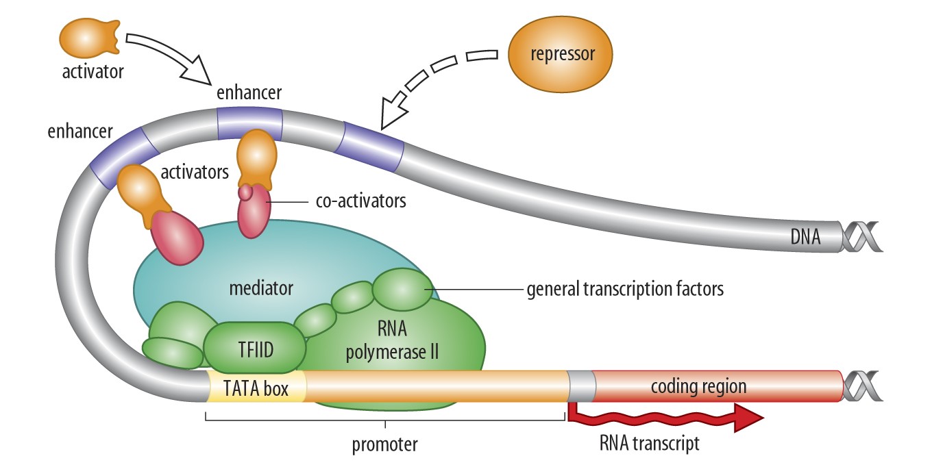 Schematics of the interaction between Transcription Factors, enhancers, mediators and RNA polymerase, which
							   leads to gene transcription.